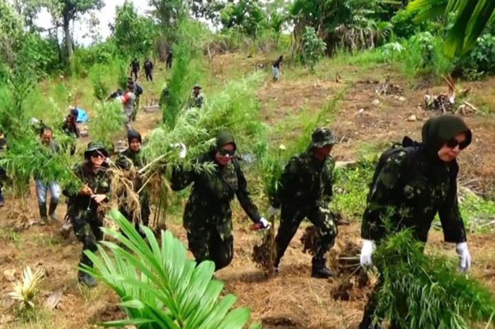 Brigjen Pol. Heri Istu Hariono, Dir Psikotropika BNN, penanggung jawab dalam kegiatan pemusnahan lahan ganja, di Kecamatan Sawang mengatakan, temuan ini merupakan hasil Kerjasama tim BNN, dari kegiatan monitoring lahan tanaman narkotika yang dilaksanakan secara bersinergi dengan Badan Riset dan Inovasi Nasional (BRIN) serta Badan Informasi Geospasial (BIG).