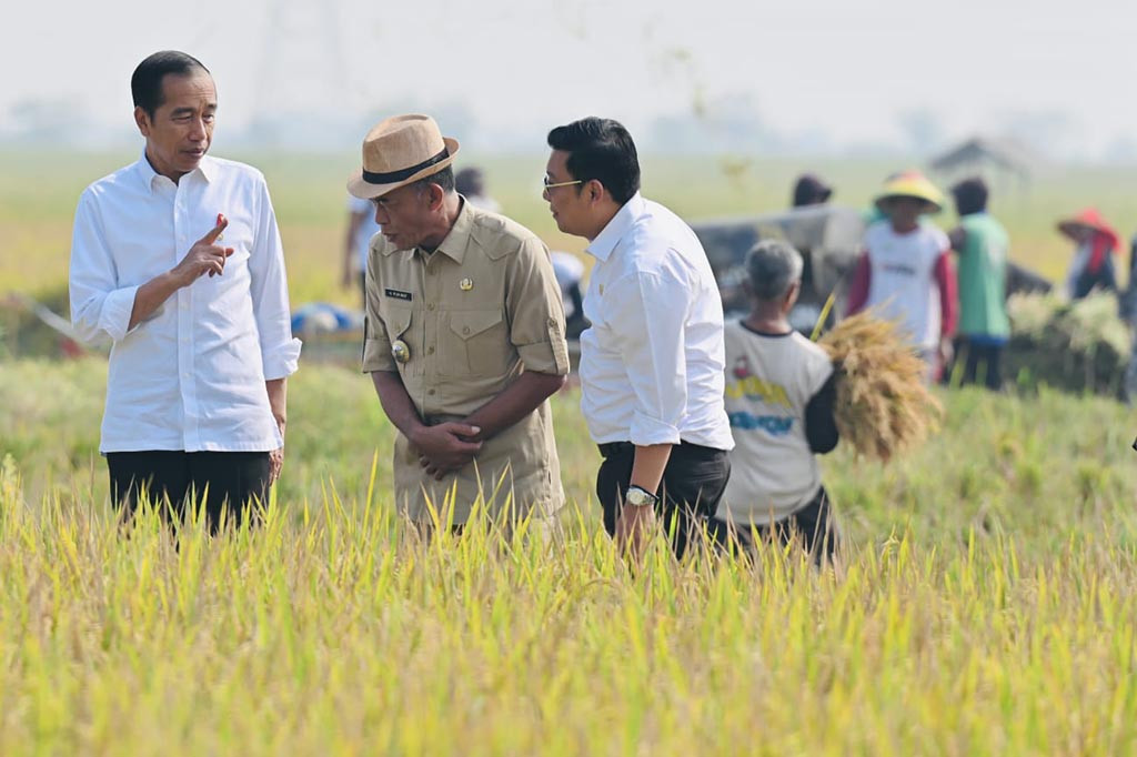 Panen raya yang kini berlangsung di Desa Ciasem Girang, Kecamatan Ciasem, Kabupaten Subang itu, kata Presiden Jokowi, berlangsung di tengah penurunan volume panen raya pada semester kedua tahun ini.