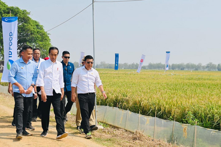 Presiden Joko Widodo (Jokowi) mengatakan siklus panen raya tanaman padi yang kini berlangsung di sejumlah areal persawahan di Jawa Barat (Jabar) menambah cadangan beras nasional di tengah fenomena El Nino yang melanda Indonesia.