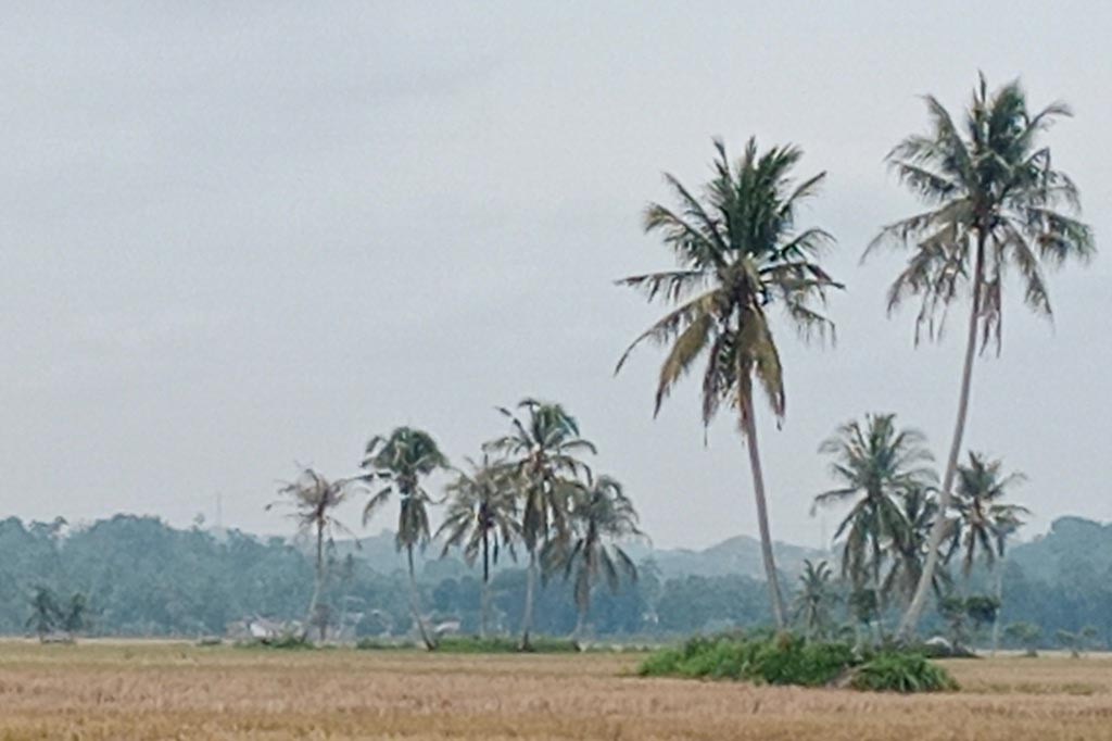 Amatan Media Indonesia di persawahan Blang Reubee, Kecamatan Delima, Kabupaten Pidie, pada Senin, 9 Oktober 2023 misalnya, dari empat hari lalu jarak pandang di lokasi itu sekitar 4 km, sekarang hanya tembus sekitar 2 km. Sedangkan selebihnya sudah terhalang kabut asap kiriman dari luar daerah.