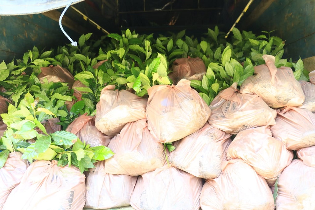 Pemerintah Kabupaten (Pemkab) Samosir melalui Dinas Ketahanan Pangan dan Pertanian kembali menyalurkan bantuan berupa bibit kopi dan bawang merah kepada para kelompok tani yang ada di Samosir.