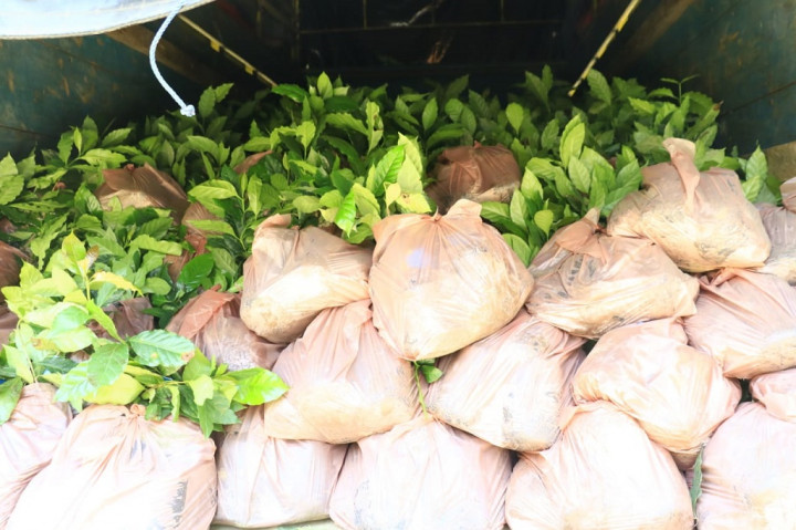 Pemerintah Kabupaten (Pemkab) Samosir melalui Dinas Ketahanan Pangan dan Pertanian kembali menyalurkan bantuan berupa bibit kopi dan bawang merah kepada para kelompok tani yang ada di Samosir.