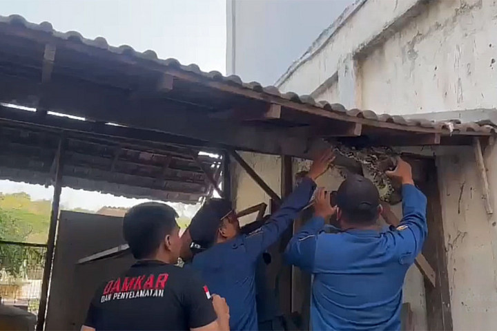 Proses evakuasi ular piton yang bersarang atap di kayu sebuah gudang di UPT SMPN 22 Gresik berlangsung dramatis. Evakuasi ini sempat menghebohkan siswa dan guru dan membuat proses belajar-mengajar sedikit terganggu.