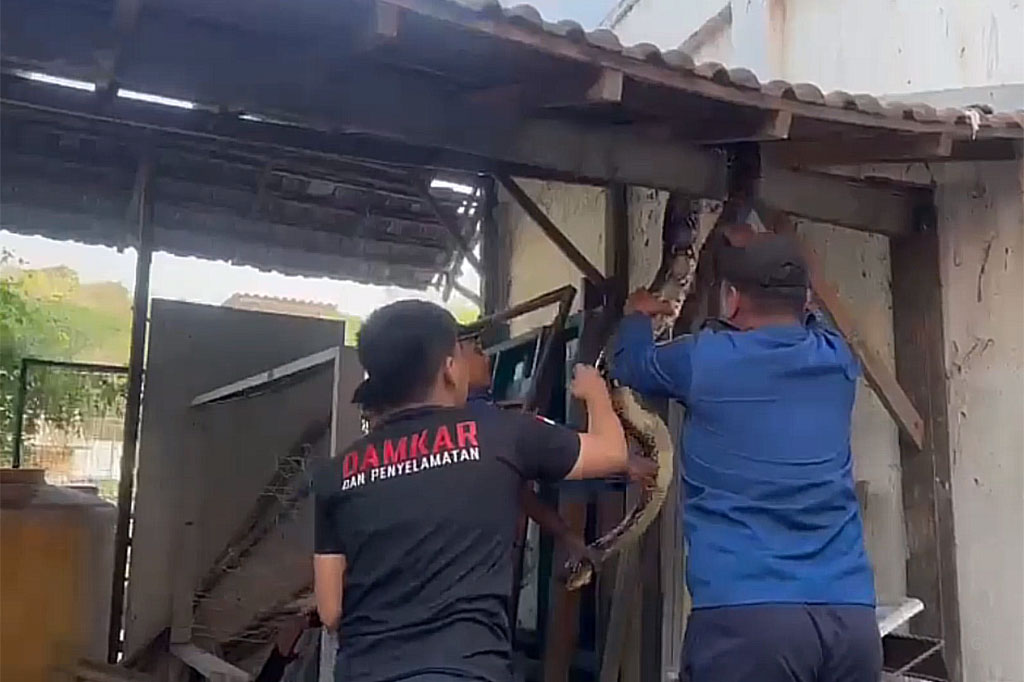 Petugas pemadam kebakaran dan penyelamatan gresik, langsung mengevakuasi ular piton ini dengan menggunakan peralatan khusus. Usai ditangkap, ular piton ini langsung dimasukkan ke dalam karung untuk kemudian dibawa ke Kantor Dinas Pemadam Kebakaran dan Penyelamatan Gresik.