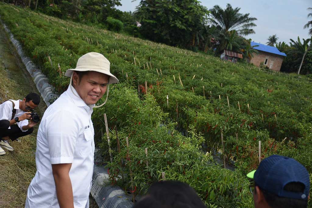 Sektor pertanian hortikultura memiliki potensi besar untuk memenuhi pasokan di pasar dan menstabilkan stok pangan daerah di Serdang Bedagai (Sergai). Salah satu potensi pertanian yang dimilikinya adalah tanaman cabai merah.