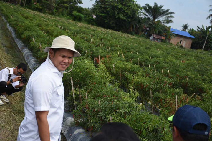 Sektor pertanian hortikultura memiliki potensi besar untuk memenuhi pasokan di pasar dan menstabilkan stok pangan daerah di Serdang Bedagai (Sergai). Salah satu potensi pertanian yang dimilikinya adalah tanaman cabai merah.