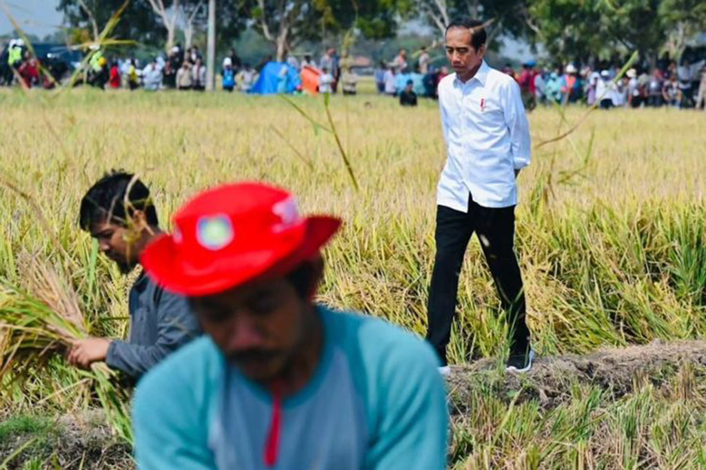 Di Indramayu, kata Jokowi, produksi panen masih baik karena irigasi yang berjalan optimal. Dari 1 hektare lahan pertanian, dapat menghasilkan 8-9 ton gabah atau rata-rata 8,6 ton per hektare.