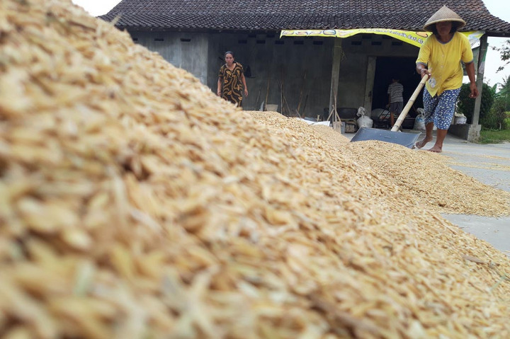 Suplai beras untuk memenuhi kebutuhan masyarakat masih mencukupi kebutuhan karena masih ada panen di Kabupaten Malang, Jawa Timur. Pantauan di Kecamatan Singosari, sejumlah petani memanen padi. Petani lainnya memulai musim tanam. Di lahan lainnya, hamparan sawah menghijau kekuningan menunjukkan bulan depan panen.