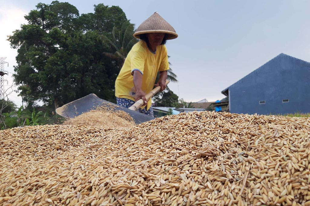 Kendati musim kemarau, petani tetap menanam padi. Pasalnya, sawah di daerah itu menggunakan irigasi teknis sehingga suplai air sangat melimpah. 
