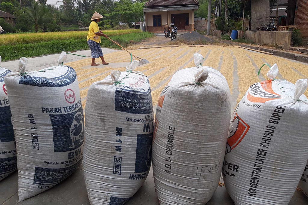 Saat ini, harga gabah kering panen mulai menurun semula Rp6.800 per kg menjadi Rp6.500 per kg. Sedangkan harga gabah kering giling dipatok Rp7.000 per kg sampai Rp8.000 per kg. Dengan harga gabah di tingkat
petani itu, maka harga beras Rp13.000 per kg sampai Rp14.000 per kg. Harga akan lebih mahal di tingkat pedagang. Beras dari Singosari berkualitas premium.