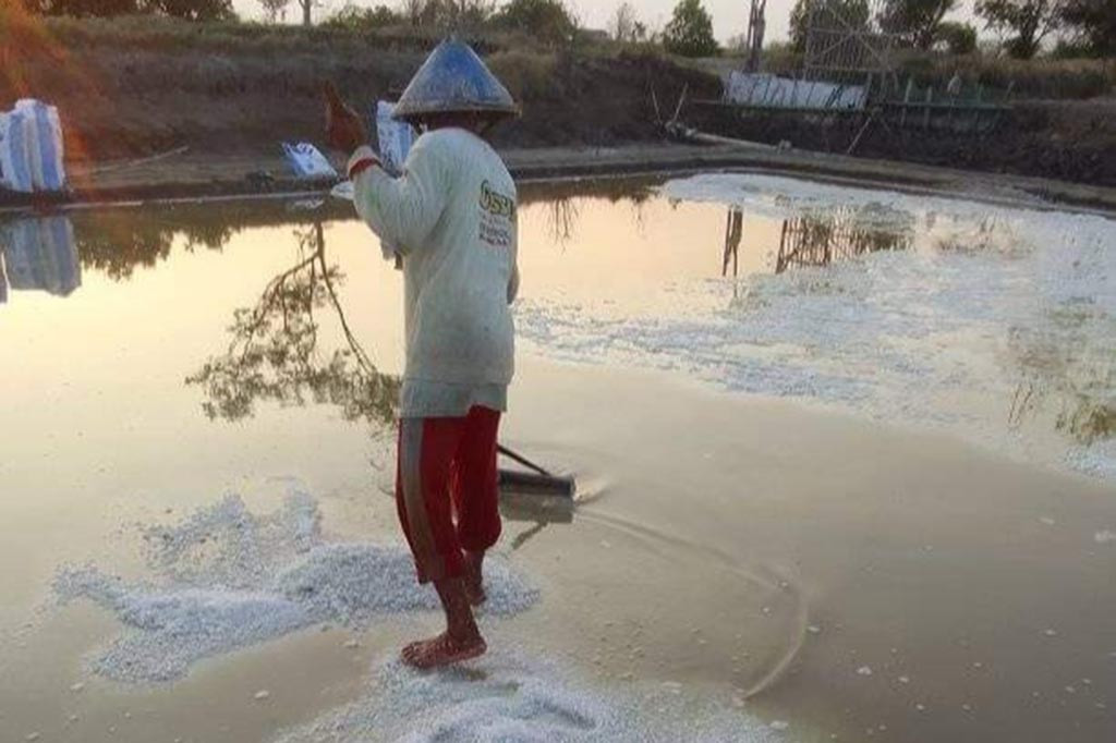 Panas matahari pada musim kemarau ini cukup menyengat, udara juga sangat gerah hingga suhu di daerah Pantura Jawa Tengah capai 35-37 derajat celcius, namun itu justru membuat petani garam di sepanjang jalur pantura Pati-Rembang bergairah, sejak tengah hari menggunakan garpu kayu terus mengorek ladang garamnya.
