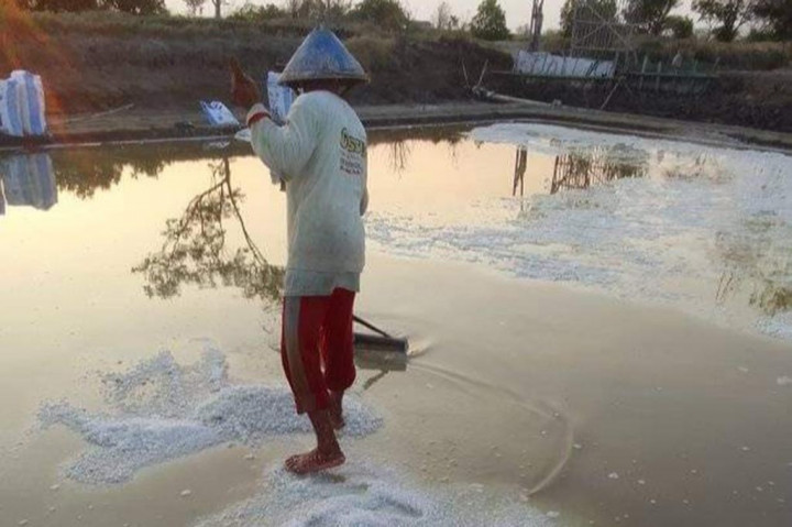 Panas matahari pada musim kemarau ini cukup menyengat, udara juga sangat gerah hingga suhu di daerah Pantura Jawa Tengah capai 35-37 derajat celcius, namun itu justru membuat petani garam di sepanjang jalur pantura Pati-Rembang bergairah, sejak tengah hari menggunakan garpu kayu terus mengorek ladang garamnya.