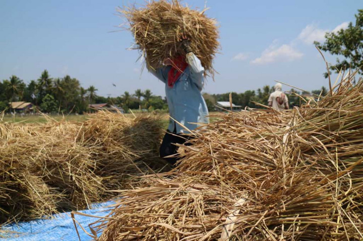 Ruben Matara, petani yang ditemui di Persawahan Tarus, Senin, 23 Oktober 2023 menyebutkan penaikan harga beras sudah terjadi sejak awal bulan ini, atau saat petani memasuki panen raya. Penaikan harga beras mengikuti harga beras di pasar yang naik mencapai Rp15.000 per kilogram. 
