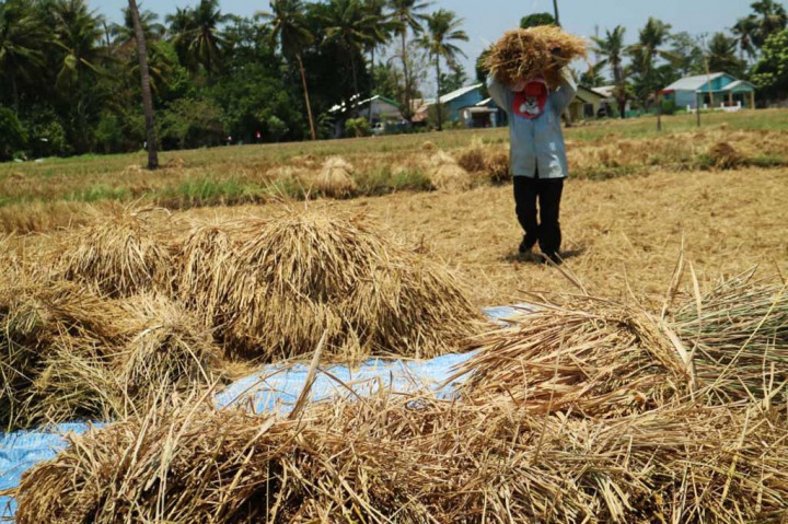 Petani di Persawahan Tarus, Kecamatan Kupang Tengah, Kabupaten Kupang, Nusa Tenggara Timur menikmati untung dari penaikan harga beras saat ini.