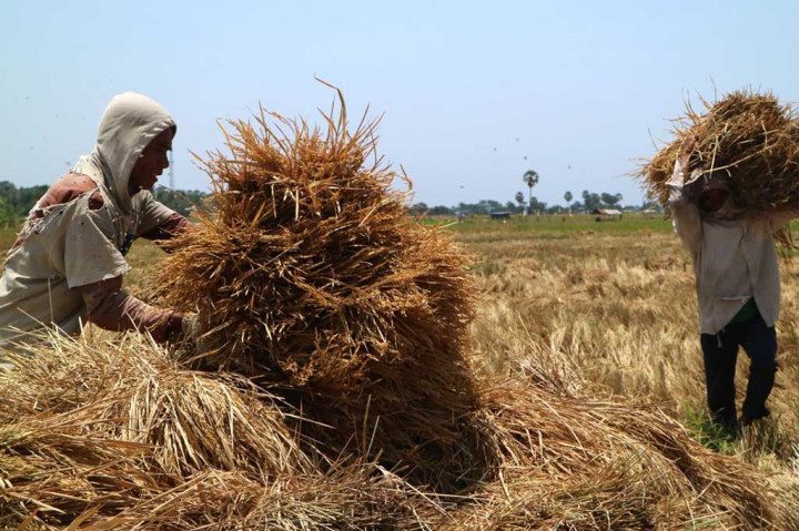 Harga beras di tingkat petani atau penggilingan yang semulai Rp13.000 per kilogram, kini naik menjadi Rp14.000 per kilogram.