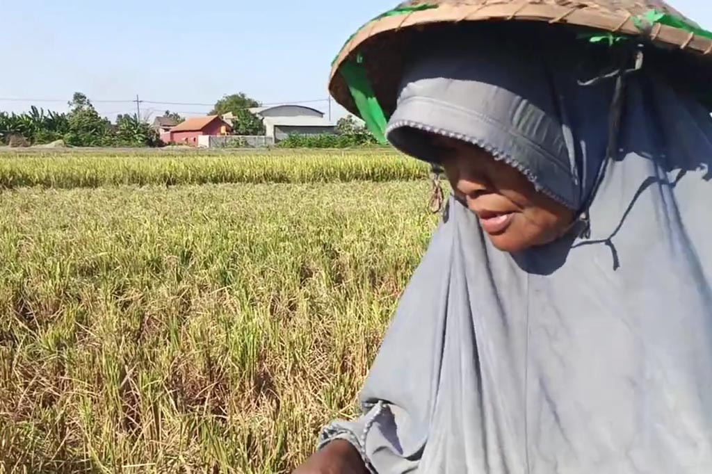 Adalah Wahyuningsih, 55, perempuan paruh baya, warga Desa Grabagan, Kecamatan Tulangan, Kabupaten Sidoarjo. Saat ada yang panen, dia rela mengais padi sisa panen sawah di sekitar desanya.