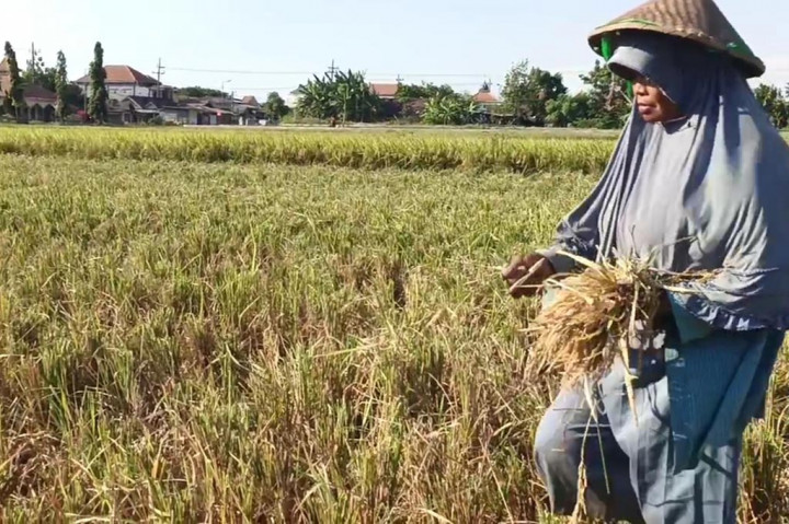 Perempuan paruh baya ini mengaku bekerja di pabrik. Namun saat ada yang panen padi, dia manfaatkan waktu juga untuk mencari penghasilan tambahan dari mengais padi sisa panen.