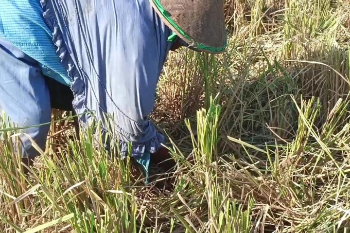 Di tengah mahalnya harga beras, perempuan paruh baya di Kabupaten Sidoarjo ini, terpaksa rela mengais padi sisa panen di sawah. Meskipun dengan hasil tidak seberapa, namun sisa-sisa panen padi di sawah yang dikaisnya, bisa sedikit mengurangi beban biaya hidup. 