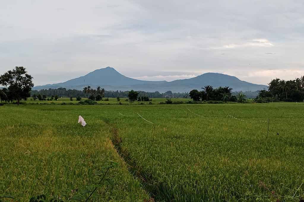 Puluhan hektare tanaman padi sedang berbulir di Kemukiman Beureuleueng, Kecamatan Grong-Grong, Kabupaten Pidie, Provinsi Aceh, diserang hama walang sangit. Serangan hama berbahaya tersebug pertama
muncul setelah lokasi itu sering diguyur hujan sejak dua pekan terakhir.