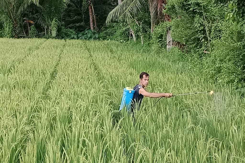 Hama berukuran sekitar 2 cm itu menghisap cairan bulir padi baru mekar. Populasi hama yang dalam istilah disiplin ilmu makhluk hidup disebut Lepto Corisa Oratorius Fabricius itu sangat cepat. Kalau tidak segera teratasi, bulir padi terancam gosong sehingga bermuara gagal panen.