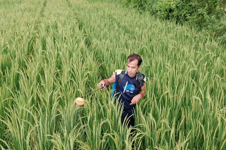 Amatan Media Indonesia, pada Rabu, 25 Oktober 2023, paling parah terjadi di kawasan Desa Paya Beureuleueng, Kecamatan Grong-Grong. Ada sekitar 20 hektare lahan sawah berumur dua bulan diserbu walang sangit.