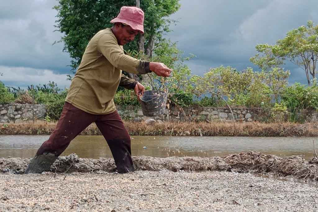 Petani padi di kawasan Kabupaten Pidie, Provinsi Aceh, tampaknya tergolong jeli dan berpengalaman menganalisa tanda-tanda alam. Mereka mulai turun ke sawah lebih awal dan tepat waktu. Agar terhindar dari hama penyakit seraya menanti hasil panen melimpah.