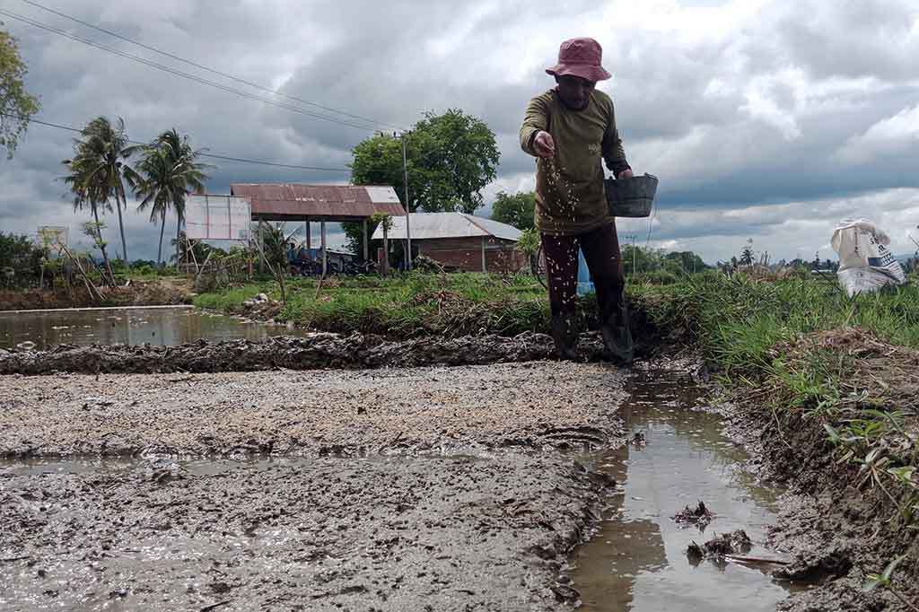 Sedikitnya ada 24.787 hektare (ha) lahan sawah di Kabupaten Pidie. Lahan itu tersebar di 22 kecamatan dari 23 kecamatan yang ada.