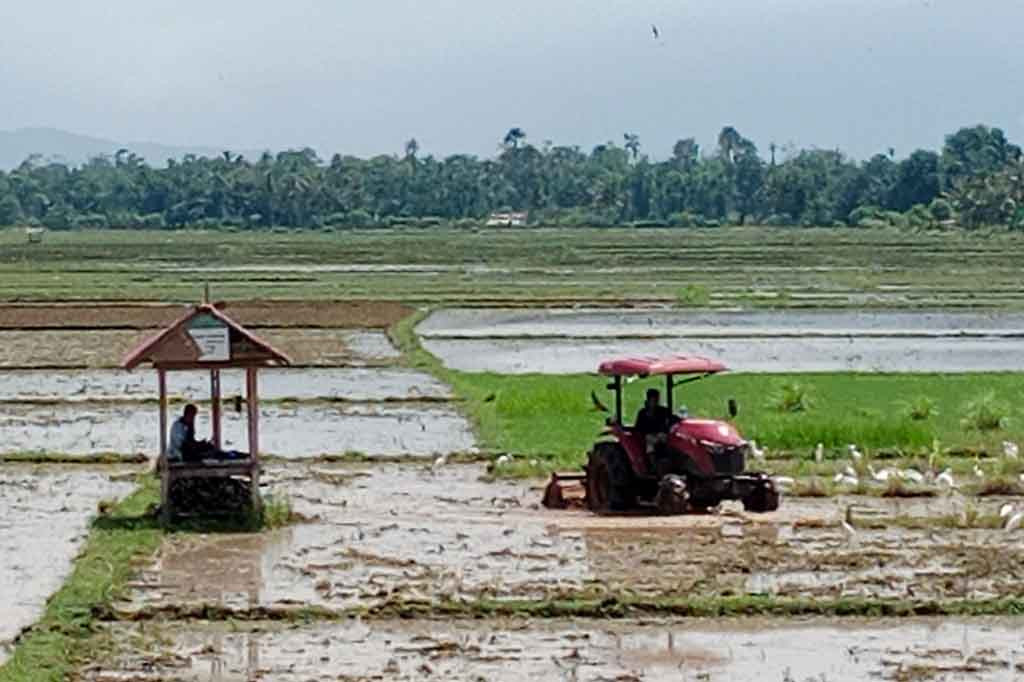 Koordinator Penyuluh Pertanian, Kabupaten Pidie, Aceh, Ir Muhammad mengatakan, jadwal turun ke sawah di Pidie, biasanya dibagi dua tahap. Tahap pertama pada awal musim hujan, diperuntukkan untuk mereka yang
memiliki lahan sawah di kawasan hilir sungai irigasi. Petani di hilir memulai lebih cepat supaya mudah mengatur ketersediaan air irigasi.