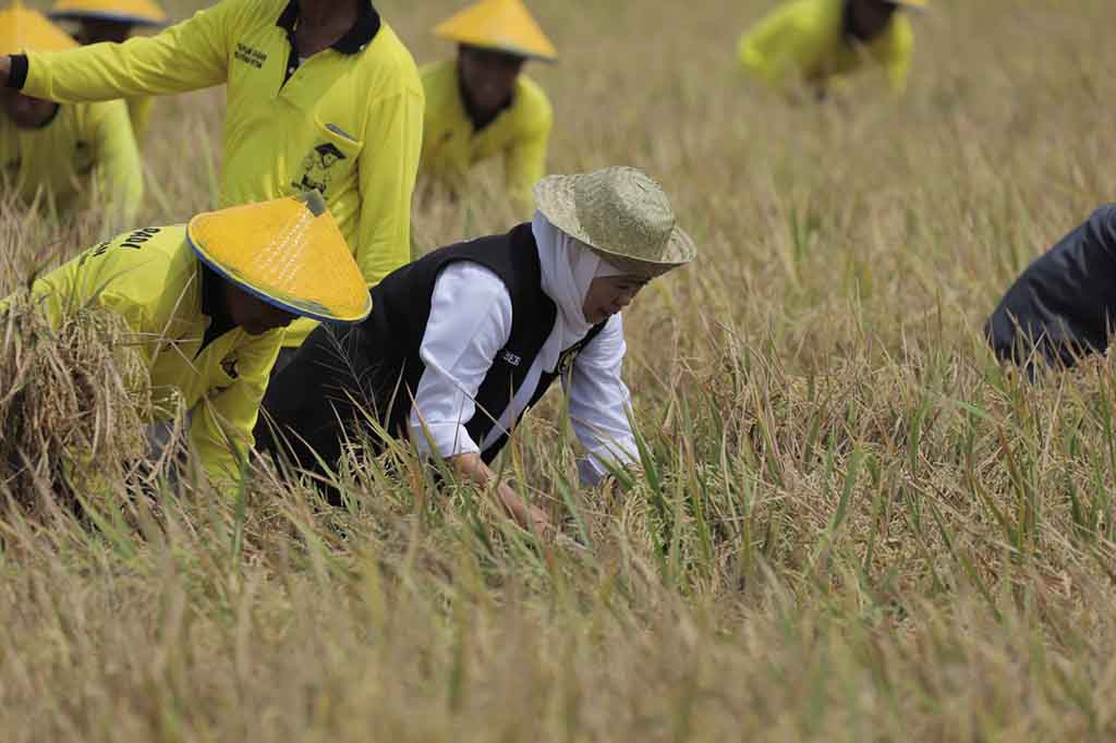 Hal tersebut dosa paikan Gubernur Khofifah saat menghadiri panen raya padi di Desa Karangtinoto, Kecamatan Rengel, Tuban, Rabu, 1 November 2023.