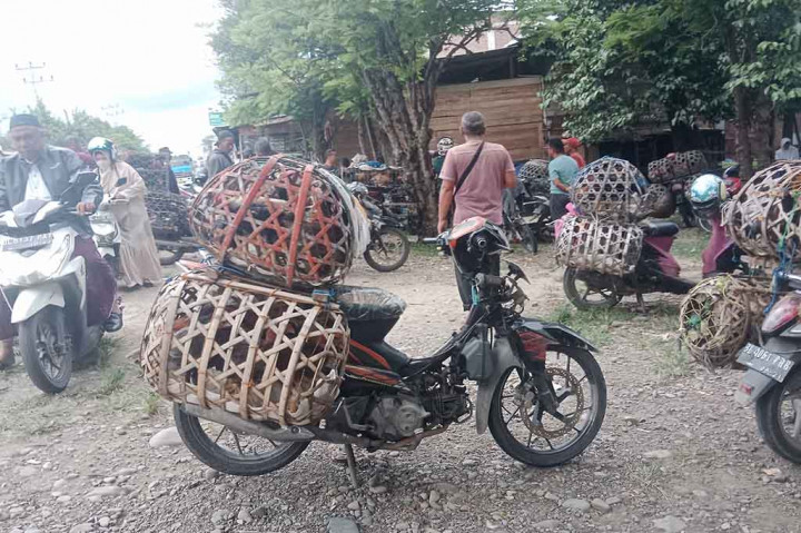 Permintaan ayam kampung sejak hampir dua bulan terakhir di Aceh sangat tinggi dibandingkan hari-hari biasanya. Pasalnya di provinsi yang memberlakukan Syariat Islam itu sekarang sedang berlangsung musim kenduri Maulid Nani dari 12 Rabiul Awal 1445 H hingga seratus hari ke depan.