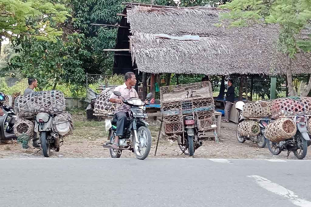 Lalu harga ayam kampung ukuran sedang yang biasanya Rp50.000 hingga Rp60.000 per ekor, kini naik menjadi Rp70.000 hingga Rp80.000 per ekor. Kemudian untuk harga ayam kampung ukuran kecil (ukuran potong empat untuk warung nasi) dari biasanya Rp35.000 hingga Rp40.000 per ekor, sekarang melambung menjadi Rp45.000 hingga Rp50.000 per ekor.