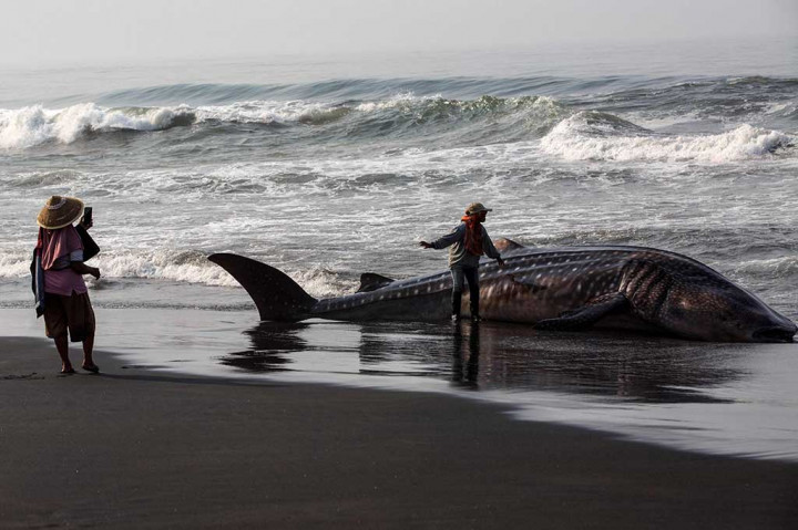 Seekor hiu paus (Rhincodon typus) sepanjang sekitar 10 meter ditemukan mati terdampar di pantai Garongan, Kapanewon Panjatan, Kulonprogo, Yogyakarta, Kamis, 9 November 2023.