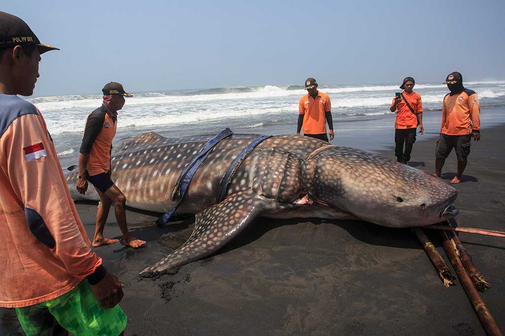 Hiu Paus Raksasa Terdampar di Pantai Kulonprogo