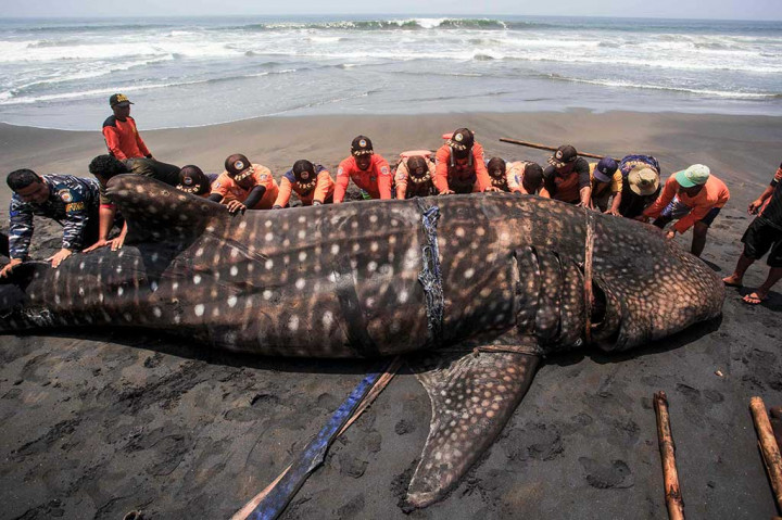 Petugas kemudian dibantu dengan alat berat memindahkan hiu paus tersebut untuk dikubur di sekitar lokasi penemuan. 