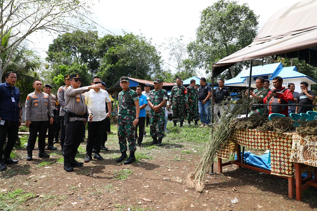 Memanfaatkan teknologi citra satelit dipadukan dengan verifikasi lapangan menggunakan drone disertai pengerahan personel, Polda Sumatera Utara (Sumut) menemukan 150 Hektare (Ha) ladang ganja tersebar pada 18 titik di Kabupaten Mandailing Natal (Madina). Ini merupakan ladang ganja terbesar di Indonesia yang ditemukan aparat Kepolisian dalam perang pemberantasan narkoba.