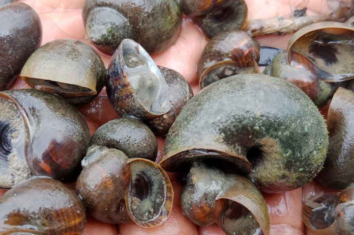 Pengamatan Media Indonesia di kawasan lahan sawah Blang Reubee, Kecamatan Delima misalnya, untuk mencegah serangan tidak lebih parah, petani harus rajin mengutip hama keong berbahaya itu. Lalu dikumpulkan ata ditanam pada lokasi yang aman.