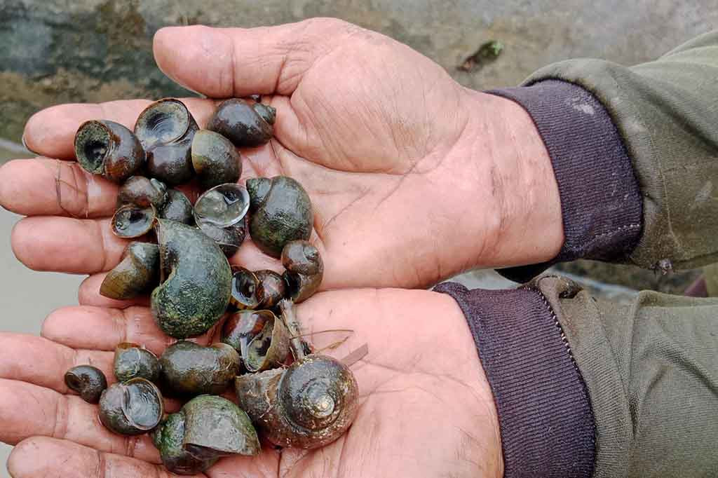 Lokasi paling parah terjadi serangan antara lain adalah di Kecamatan Delima, Indrajaya, Peukan Baro dan Kecamatan Pidie. Itu sebabnya banyak lahan tempat persemaian benih rusak diburu hama keong.