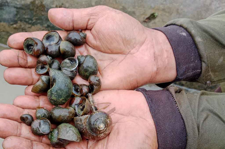Lokasi paling parah terjadi serangan antara lain adalah di Kecamatan Delima, Indrajaya, Peukan Baro dan Kecamatan Pidie. Itu sebabnya banyak lahan tempat persemaian benih rusak diburu hama keong.