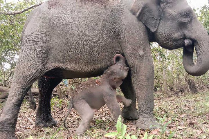 Dia menyebutkan bayi gajah sumatera tersebut lahir dengan berat badan 108 kilogram, panjang badan 120 sentimeter, lingkar dada 110 sentimeter, dan tinggi bahu 93 sentimeter. 