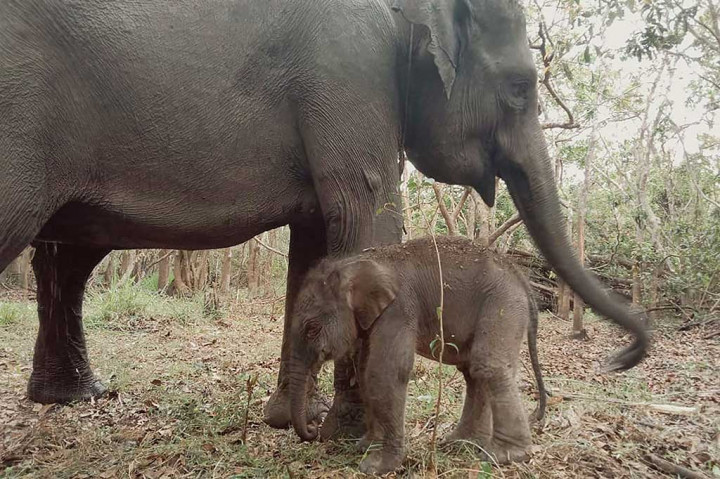 Seekor bayi gajah sumatera (Elephas maximus sumatranus) lahir di Taman Nasional Way Kambas (TNWK), Kabupaten Lampung Timur, Provinsi Lampung, pada 11 November 2023. 
