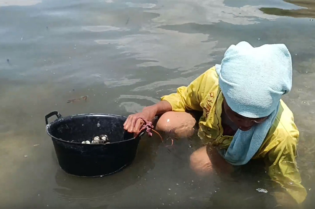 Warga yang tinggal di Dusun Kapejang, Pulau Battoa, Kabupaten Polewali Mandar, Sulawesi Barat tersebut, mulai mencari kerang sejak pukul 10.00 hingga 14.00. Meski di bawah teriknya matahari, ibu ini tetap bekerja mencari kerang. Cara mencari kerang dilakukan secara manual yakni mengais atau menggali sambil meraba-raba pasir laut.