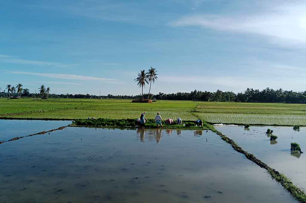 Sekitar 700 hektare (ha) lahan sawah di kawasan Kecamatan Delima, Kabupaten Pidie, Provinsi Aceh, ditanami serentak. Itu merupakan lahan sawah bersumber debit air irigasi teknik dari hulu Sungai Krueng Baro dan aliran sungai Krueng Reubee.