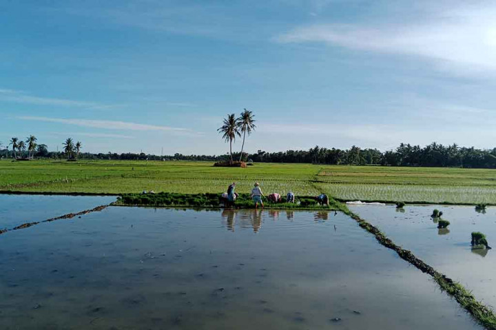 Sekitar 700 hektare (ha) lahan sawah di kawasan Kecamatan Delima, Kabupaten Pidie, Provinsi Aceh, ditanami serentak. Itu merupakan lahan sawah bersumber debit air irigasi teknik dari hulu Sungai Krueng Baro dan aliran sungai Krueng Reubee.
