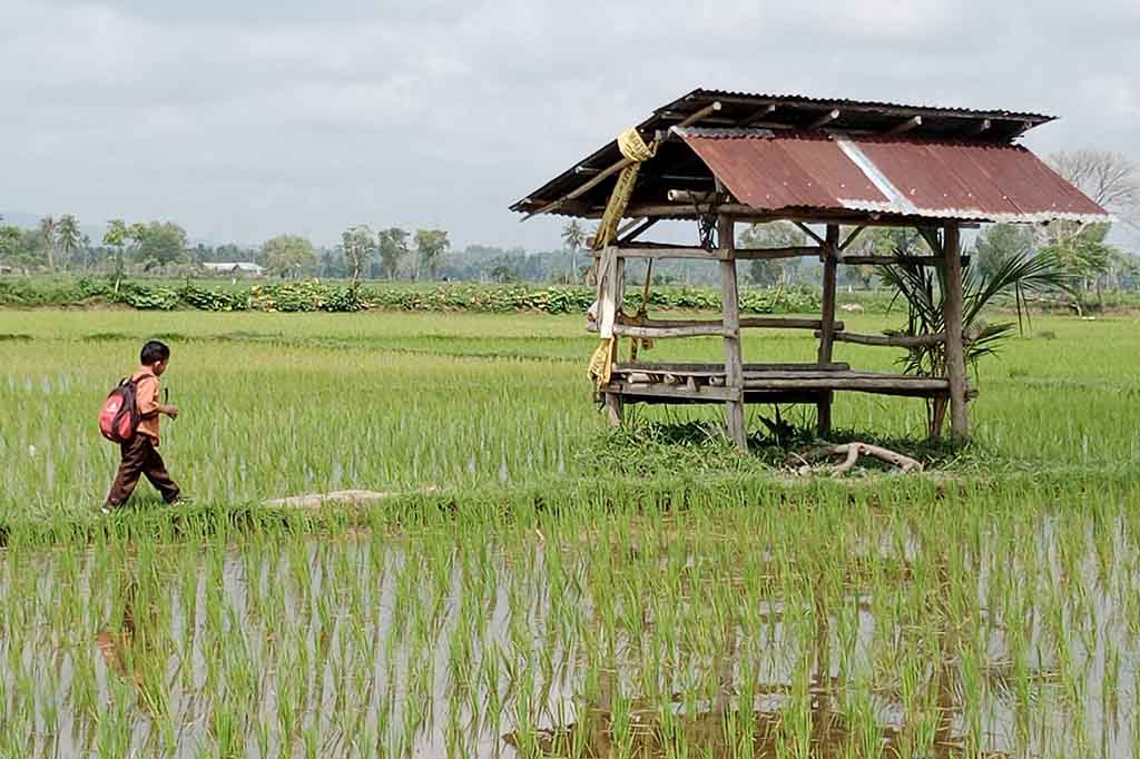 Lalu penanaman serentak pada awal musim hujan seperti sekarang, tentu mudah mendapatkan ketersediaan air dan selama pertumbuhan tanaman padi masuk saat musim penghujan.