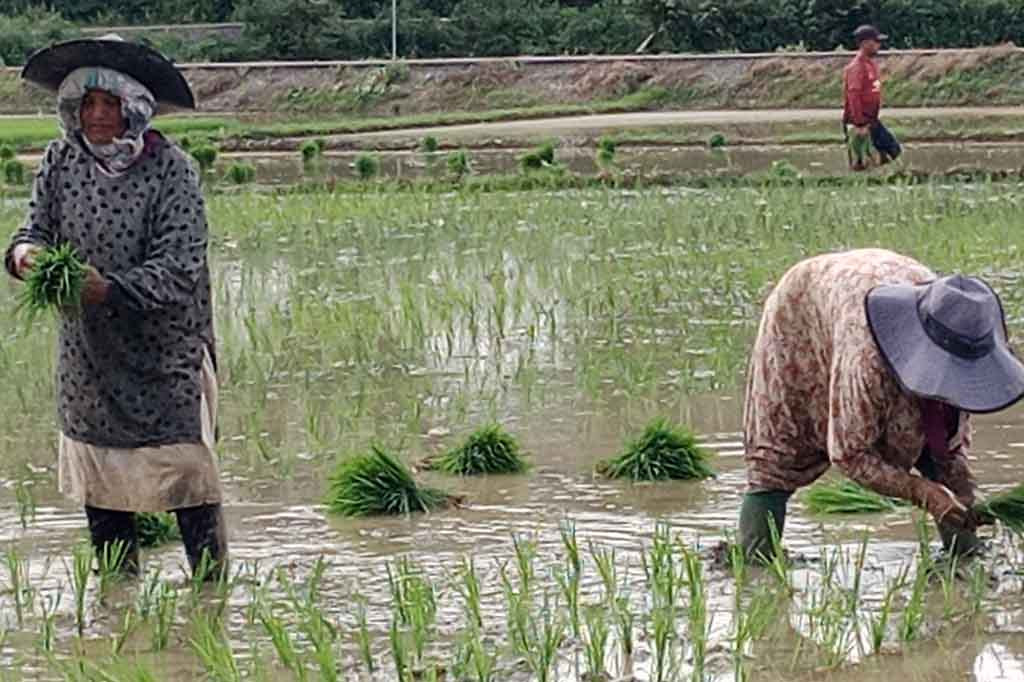 Tokoh masyarakat tani Kecamatan Delima, Pidie, Mawardi mengatakan, sudah terbiasa petani setempat dianjurkan menanan padi serentak. Hal itu untuk memudahkan sesama petani melakukan kordinasi terkait pertumbuhan tanaman dan ketersediaan sumber air irigasi.