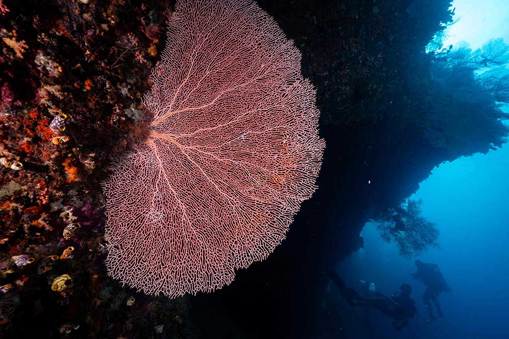 Dilansir dari data The Nature Conservancy and Conservation Internasional, ada sekitar 75 persen spesies karang dunia di kepulauan ini. 
