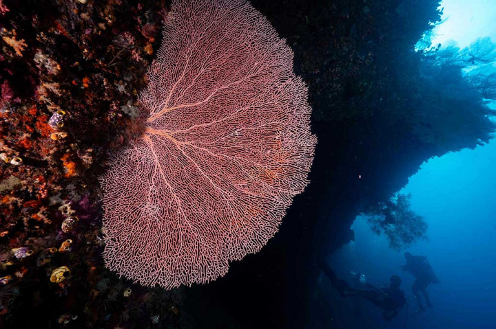 Dilansir dari data The Nature Conservancy and Conservation Internasional, ada sekitar 75 persen spesies karang dunia di kepulauan ini. 