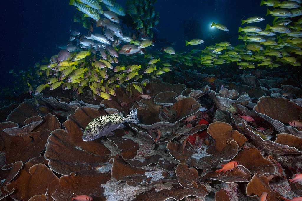  Di kedua tempat tersebut, Anda bisa melihat jejeran batu karang berbalut warna kehijauan yang tersebar di lautan. Jangan lupa untuk berfoto dengan latar belakang gugusan batu karang nan indah tersebut.