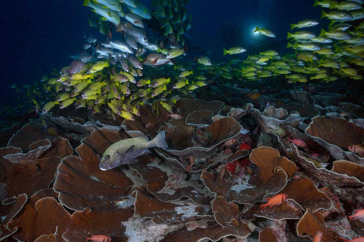  Di kedua tempat tersebut, Anda bisa melihat jejeran batu karang berbalut warna kehijauan yang tersebar di lautan. Jangan lupa untuk berfoto dengan latar belakang gugusan batu karang nan indah tersebut.