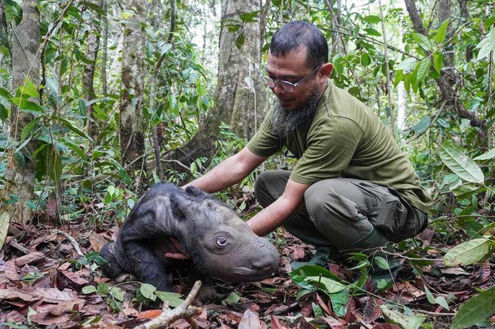 Seekor anak badak lahir di Pusat Penangkaran Badak Sumatera atau Suaka Rhino Sumatera (SRS) Balai Taman Nasional Way Kambas (TNWK) Kabupaten Lampung Timur, Provinsi Lampung pada Sabtu, 25 November 2023.
